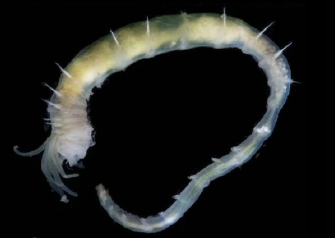 L&rsquo;océan arctique révèle un écosystème vivant à 3 600 mètres : des hydrates de gaz qui défient l’impossible