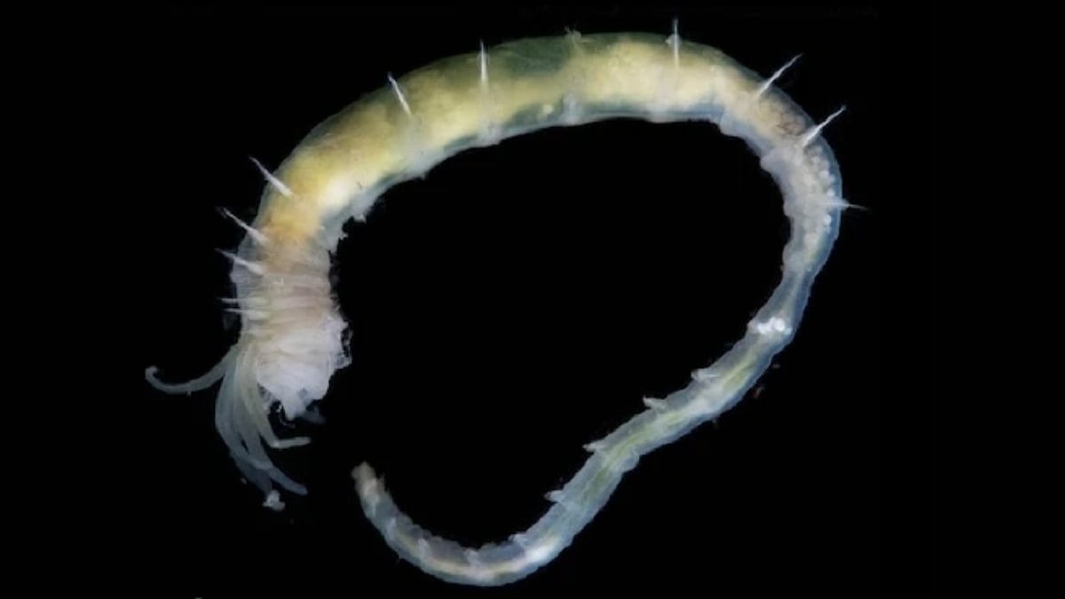 L&rsquo;océan arctique révèle un écosystème vivant à 3 600 mètres : des hydrates de gaz qui défient l’impossible