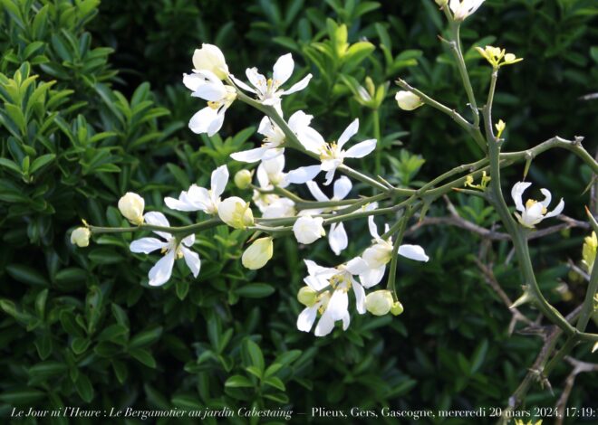 Le Paria des Idées : L’Énigme de Renaud Camus et la Menace du Grand Remplacement