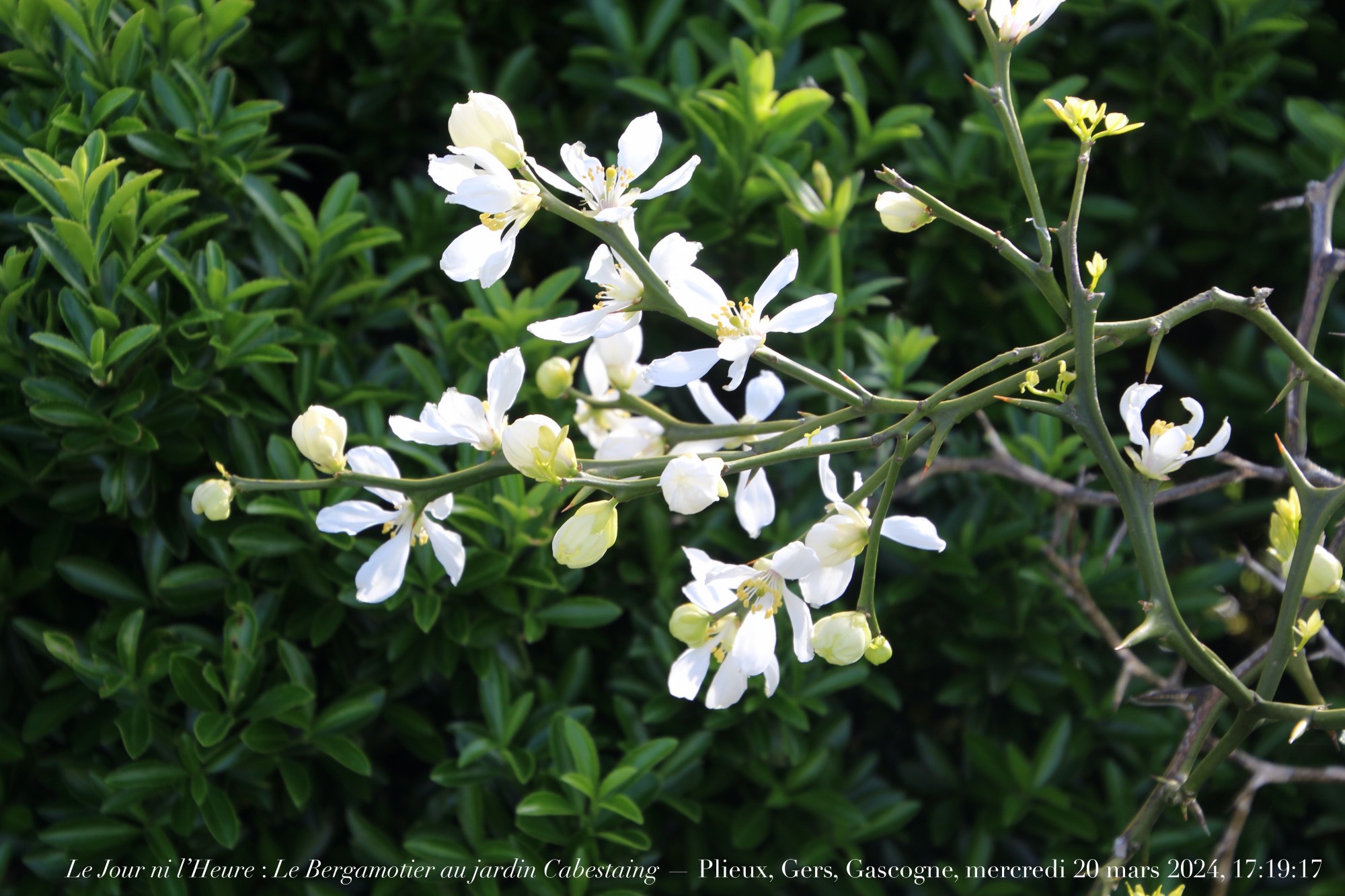 Le Paria des Idées : L’Énigme de Renaud Camus et la Menace du Grand Remplacement