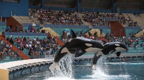 La date limite : les orques de Marineland doivent partir en Espagne avant le 30 juin ou risquer l&rsquo;extinction