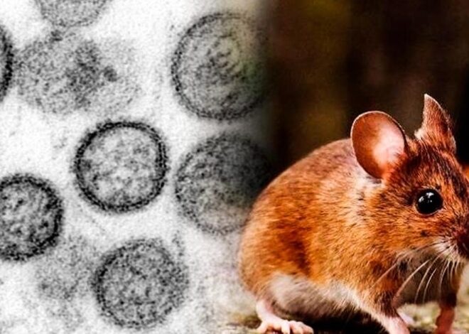 Les Hantavirus En France : Une Menace Silencieuse Que Personne Ne Voit