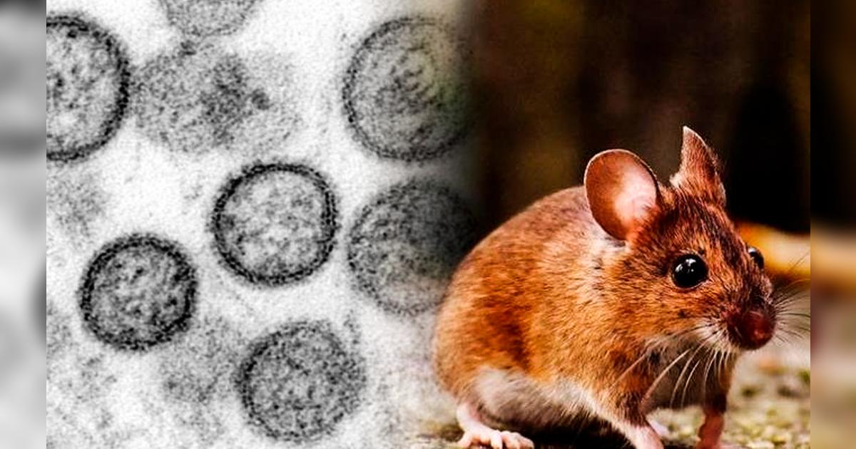 Les Hantavirus En France : Une Menace Silencieuse Que Personne Ne Voit