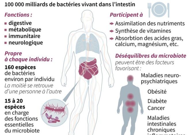 Votre microbiote en pleine forme : Les aliments clés pour un transit intestinal régulier