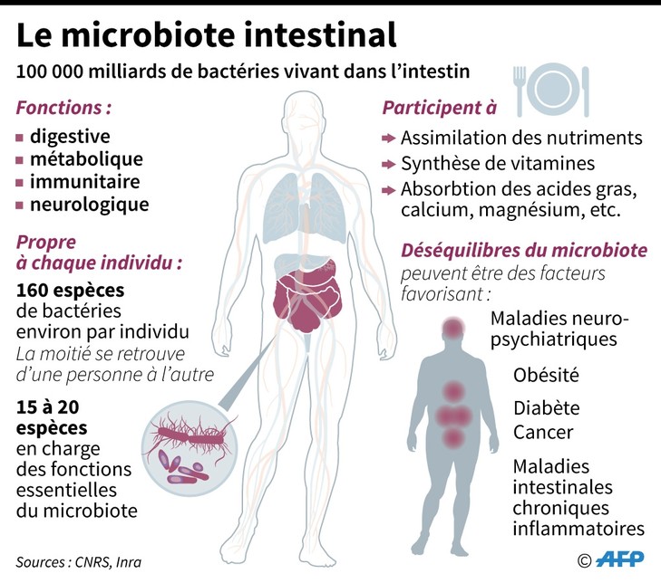 Votre microbiote en pleine forme : Les aliments clés pour un transit intestinal régulier