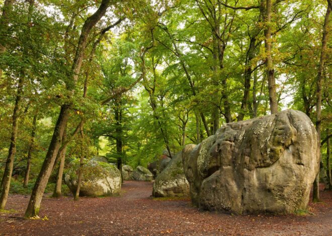 La Forêt de Fontainebleau s’embrase : Deux Canadair déployés pour la première fois en Île-de-France