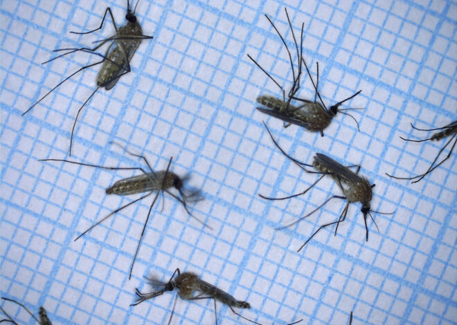 Invasion soudaine de moustiques : le vol milanais retardé pendant trois heures