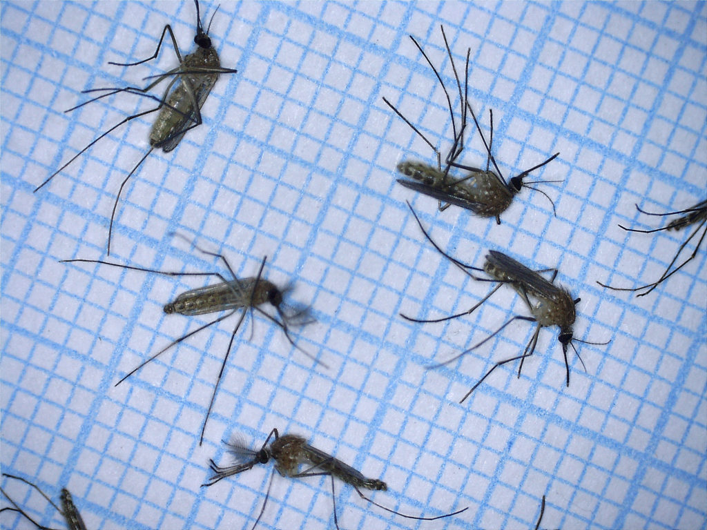 Invasion soudaine de moustiques : le vol milanais retardé pendant trois heures
