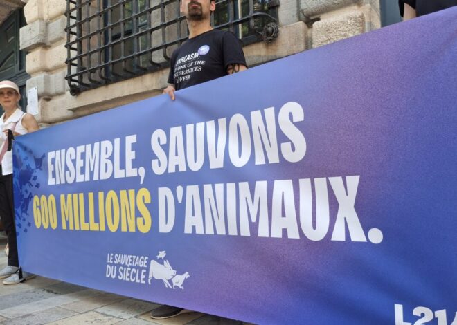 300 000 vies en danger : la France entière se mobilise ce samedi pour sauver les animaux abandonnés