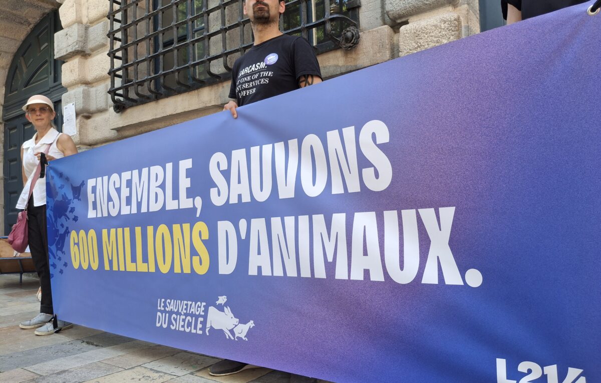300 000 vies en danger : la France entière se mobilise ce samedi pour sauver les animaux abandonnés