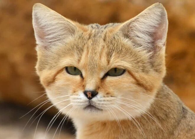 Libye : le chat des sables réapparaît après des décennies de mystère