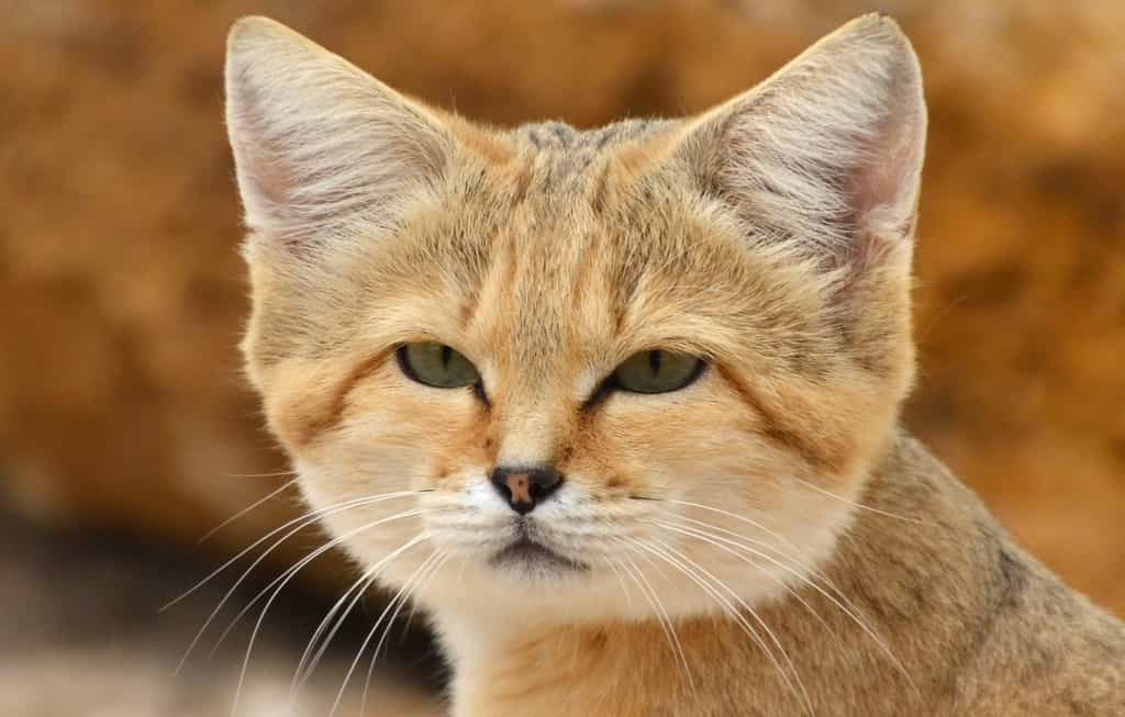 Libye : le chat des sables réapparaît après des décennies de mystère