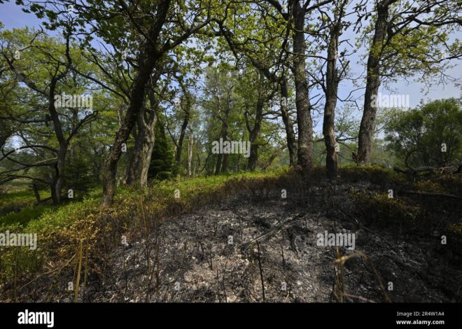 Les Hautes Fagnes en flammes : 1 650 hectares dévorés et une commune menacée d’évacuation