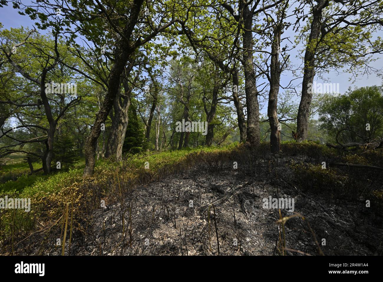 Les Hautes Fagnes en flammes : 1 650 hectares dévorés et une commune menacée d’évacuation