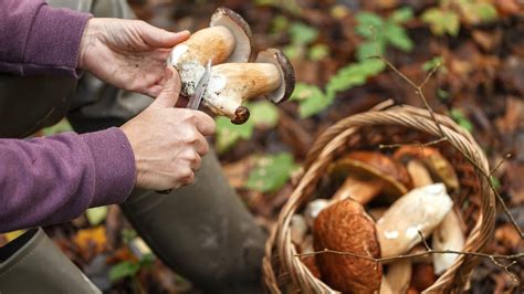 Des recherches intensives dans les montagnes : l’homme de 78 ans disparu après une cueillette de champignons
