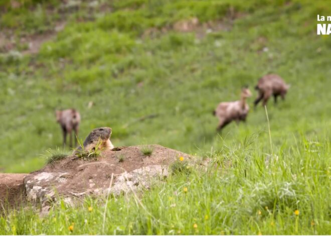 Les marmottes sous l&rsquo;effet de la chasse : une interdiction inévitable avant qu&rsquo;il ne soit trop tard ?