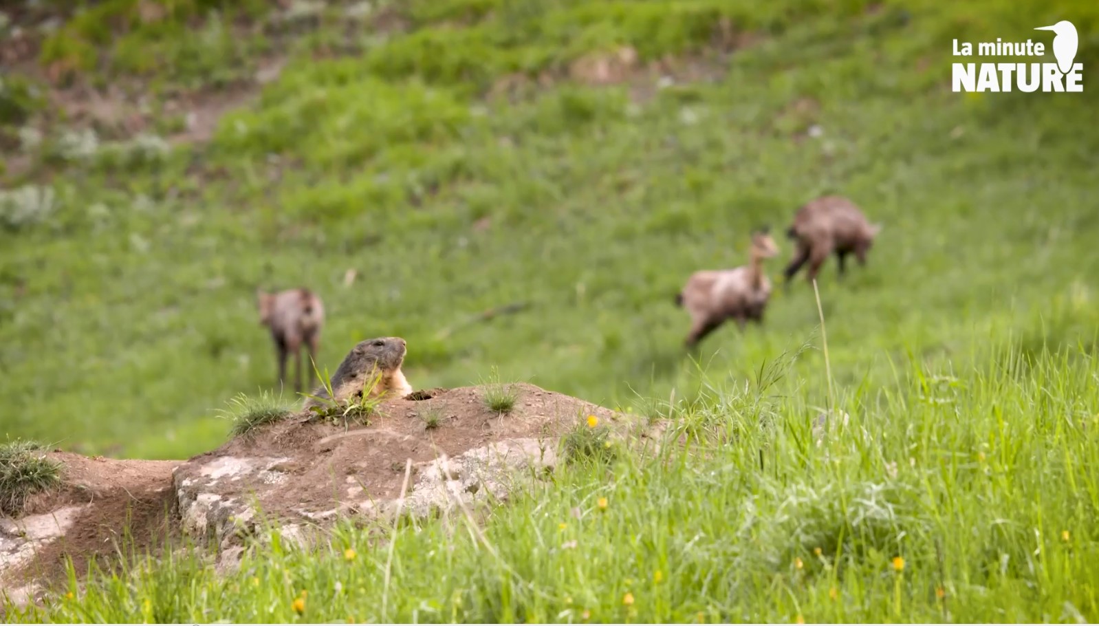 Les marmottes sous l&rsquo;effet de la chasse : une interdiction inévitable avant qu&rsquo;il ne soit trop tard ?
