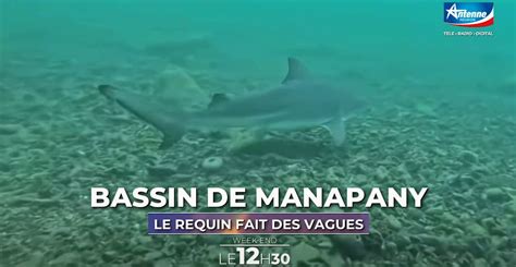 Plus de 600 000 visiteurs pour un requin-cuivre coincé à Busan depuis deux semaines
